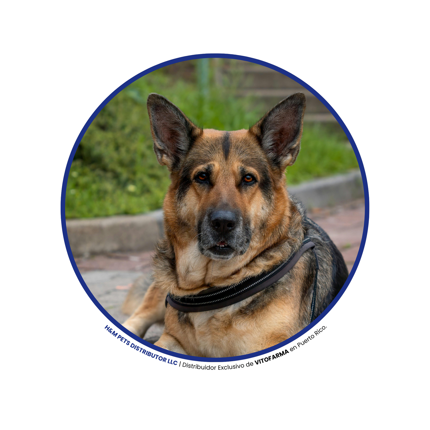 Productos para Perros