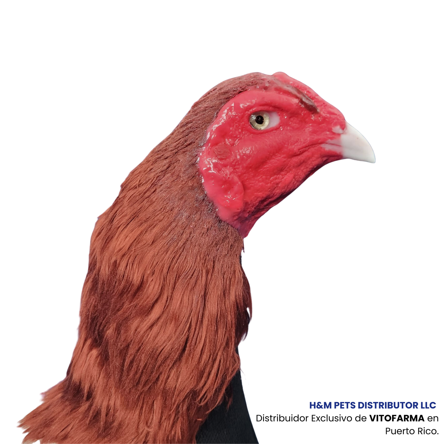 Mona de Gallo Artesanal (muñeco)